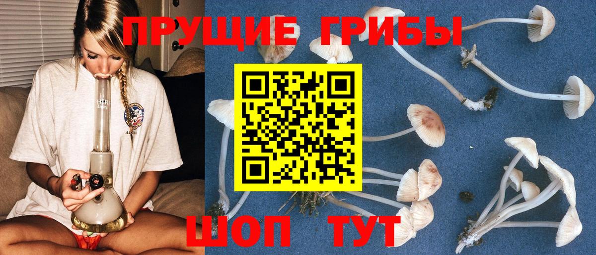 Псилоцибиновые грибы Cubensis  Вход с VPN  Новошахтинск 